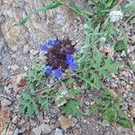 Salvia columbariae പുഷ്പം