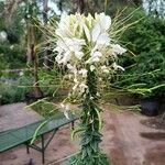 Cleome spinosa Цветок