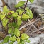 Teucrium flavum Blad