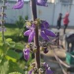 Coleus barbatus Õis