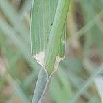 Chloris barbata Folha