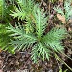Potentilla gracilis ᱥᱟᱠᱟᱢ