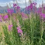 Epilobium angustifoliumVirág