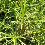 Gutierrezia mandonii 葉