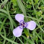 Herbertia lahue Lorea