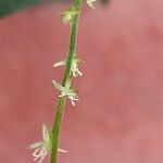 Petiveria alliacea 花