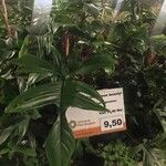 Philodendron pedatum Folha