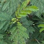 Leucaena leucocephalaLeaf