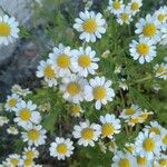 Tanacetum partheniumЦвят