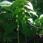 Polygonatum × hybridum ശീലം