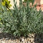 Lavandula dentata Листок