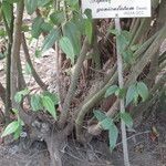 Piper arboreum Bark