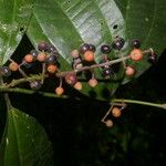 Miconia gracilis Fruto