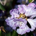 Rhododendron campanulatum Blodyn