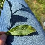Rorippa austriaca Leaf