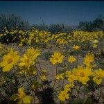 Coreopsis californica ᱛᱟᱦᱮᱸ