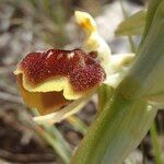 Ophrys exaltata Інше