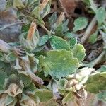 Campanula mollis Leaf