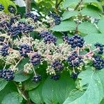 Aralia elata Fruit