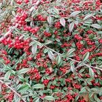 Cotoneaster glabratus List