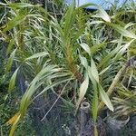Grammatophyllum speciosum Lapas