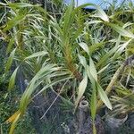 Grammatophyllum speciosum Blad