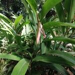 Alpinia zerumbet Flower