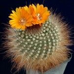 Parodia microsperma Hábito