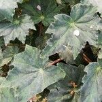 Begonia heracleifoliaDeilen