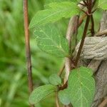 Aristolochia macrophylla Blatt