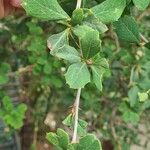 Berberis asiatica Leaf