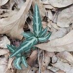 Chimaphila maculata Hoja