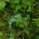 Orthilia secunda Fula