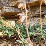 Helianthemum marifolium आदत