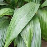 Phaius tankervilleae Leaf