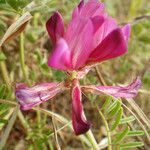Hedysarum glomeratum Flor