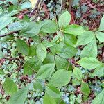 Pourthiaea villosa Leaf