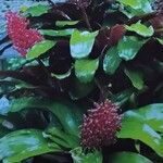 Aechmea miniata Συνήθη χαρακτηριστικά