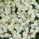 Sambucus canadensis L.Flower