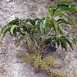 Schefflera pseudocandelabrum عادت داشتن