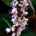Bistorta amplexicaulis Floare