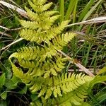 Dryopteris carthusiana Hoja