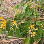 Grewia trichocarpa Flower