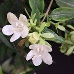 Abelia chinensis Flower