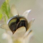 Linaria simplex ഫലം