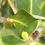 Pittosporum viridiflorum Leaf