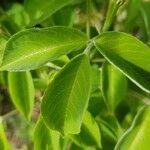 Staphylea trifolia Leaf