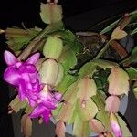 Schlumbergera kautskyi Fuelha