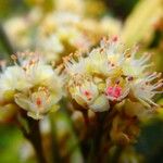Guioa glauca Flor