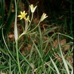 Gagea spathacea 整株植物